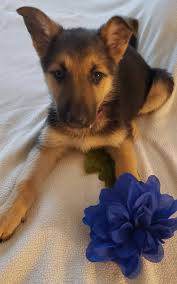 Black And Red German Shepherd Puppies For Sale In Ohio Pink Collar In 2020 German Shepherd Puppies Cute German Shepherd Puppies Shepherd Puppies