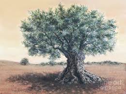 The Biblical Olive Tree By Miki Karni Olive Tree Painting Olive Tree Tree Painting