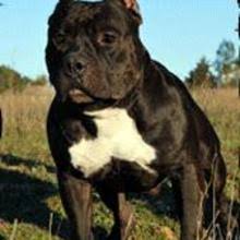 The desired traits in the american pit bull terrier and the american staffordshire brushing twice a week with a firm bristle brush will be suffice. Puppyfind American Bully Puppies For Sale