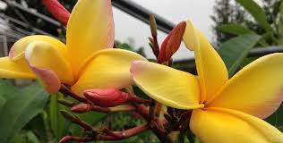 Image result for can plumeria grow zone 8