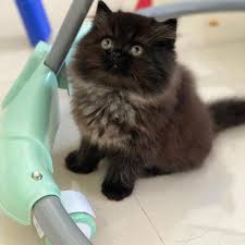 Ketika anda berencana ingin memiliki salah satunya, hal utama yang harus di ketahui. Pradacathouse Black Smoke Kitten Persia Flatnose Usia Facebook