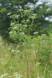 Image result for Conium