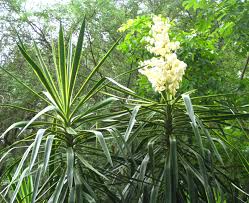 Image result for Yucca gigantea