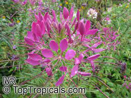 Cleome Hassleriana Cleome Spinosa Spider Flower Crown Flower Toptropicals Com