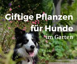 Auch für hunde geht von dem lila lavendel keine gefahr aus. 11 Giftige Pflanzen Fur Hunde Im Garten Mussen Sie Hier Aufpassen