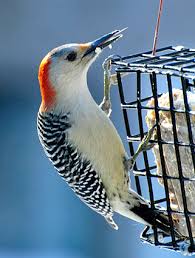What kind of bird is a loon in michigan? Woodpeckers And Nuthatches Benefit In Ash Borer S Wake Michigan Radio