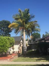 Brown tips brown tips on your majesty palm fronds is a common occurrence. Majesty Palms Majesty Discussing Palm Trees Worldwide Palmtalk
