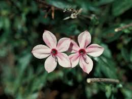 Image result for Otomeria