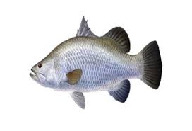 Selain itu mancing mania juga harus memperhatikan perubahan bulan, sebaiknya tidak mancing pada saat bulan terang atau purnama. Cara Budidaya Kakap Putih Yang Mudah Dan Lengkap