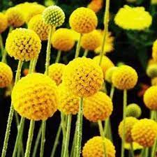 Billy Buttons Golf Beauty Billy Buttons Flower Seeds Craspedia