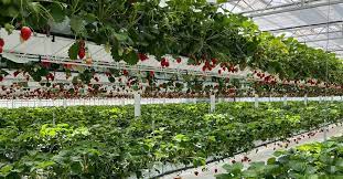 Complete Guide of Hydroponic Strawberry Farming