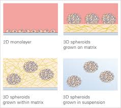 We did not find results for: 3d Cell Culture Applications Ibidi