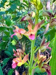 Image result for Eulophia dactylifera