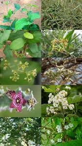 Image result for Strophanthus bequaertii