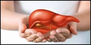 Kết quả hình ảnh cho gan