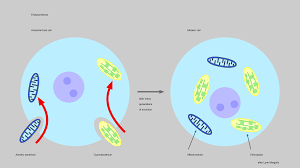23 1c Endosymbiosis And The Evolution Of Eukaryotes Biology Libretexts