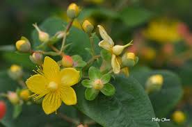 Image result for Hypericum humbertii