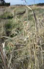 Image result for Aristida stipoides