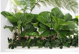 Image result for Licuala grandis