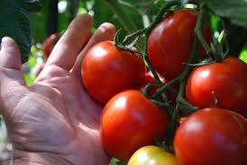 Determinate and indeterminate tomato varieties. Tomato Varieties Types Of Tomatoes Heirloom Tomatoes