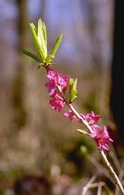 Image result for Daphne mezereum