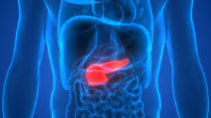 Image result for pancreas location