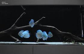 Diskus Becken Discus Aquarium Aquarium Fish Aquarium Fish Tank