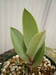 Image result for Eriospermum mackenii