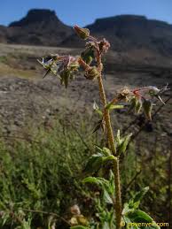 Image result for Trichodesma