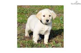 Favorite this post jul 6 lgd puppies Pin On Labs