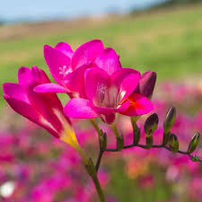 Image result for Freesia