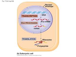 Translates dna or mrna to the other and a protein strand (amino acids). Protein Synthesis Ppt Download