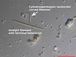 Image result for Cylindropsis