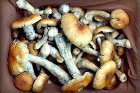 Magic Mushrooms Go Mainstream Can They Really Help Cancer Patients With Depression Anxiety Survivornet
