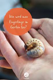 Engerlinge Im Rasen Tipps Zur Bekampfung Plantura Engerlinge Schadlinge Im Garten Garten Pflanzen