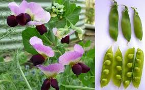 Image result for Vigna umbellata