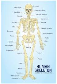 Human anatomy simplified with stunning illustrations. Human Skeleton Anatomy Anatomical Chart Poster Print Posters Allposters Com