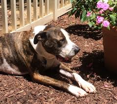 All applications are subject to the availability of volunteers in your area, and applications submitted from bordering states may be considered depending on the. Boxer Puppies For Adoption The Y Guide