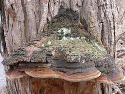 Image result for Phellinus rimosus