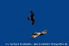 Der nacken noch immer schwarz getžirbt haube noch erhalten), rücken gleichmäßig Bartgeier Steckbrief Verbreitung Brutzeit Lebensraum Bilder Referat