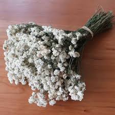 Best known for celosias, millets, and globe amaranth, we also offer a variety of grains and fillers. Dried Achillea The Pearl 10 Bunches
