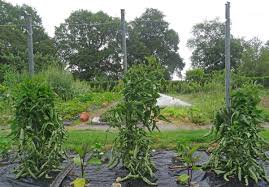 Il y a les arbres qui sont toujours verts. Quel Tuteurage Utilisez Vous Pour Les Tomates Page 3 Au Jardin Forum De Jardinage