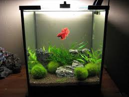 How do you keep a betta fish? How To Take Care Of A Betta Fish