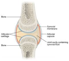 The walls of this space are formed by the articular capsule , a fibrous connective tissue structure that is attached to each bone just outside the area of the bone's. Synovial Joints Anatomy And Physiology I