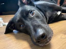 Boarding your dog in auburn, al will cost an average of $9.75 per hour as of july 2021. Affordable Overnight Dog Boarding Audrey S Barkyard Wake Forest Nc