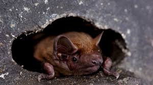 Notkatiele of leak cherry is a sweet girl that merely