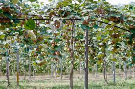 Actinidia arguta, the hardy kiwi, is a perennial vine native to japan, korea, northern china, and the russian far east. Kiwi Trellis Tips To String Them Up High