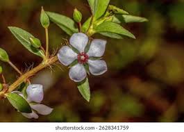 Image result for Sauvagesia