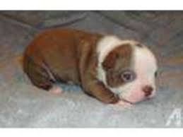 Maybe you would like to learn more about one of these? View Ad Boston Terrier Puppy For Sale Near Texas Belton Usa Adn 04671562870