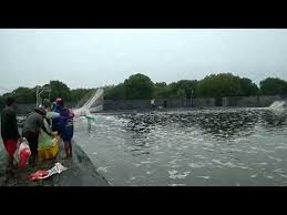 Kondisi Panen Raya Tambak Udang Vaname By Baba Rafi Group Youtube